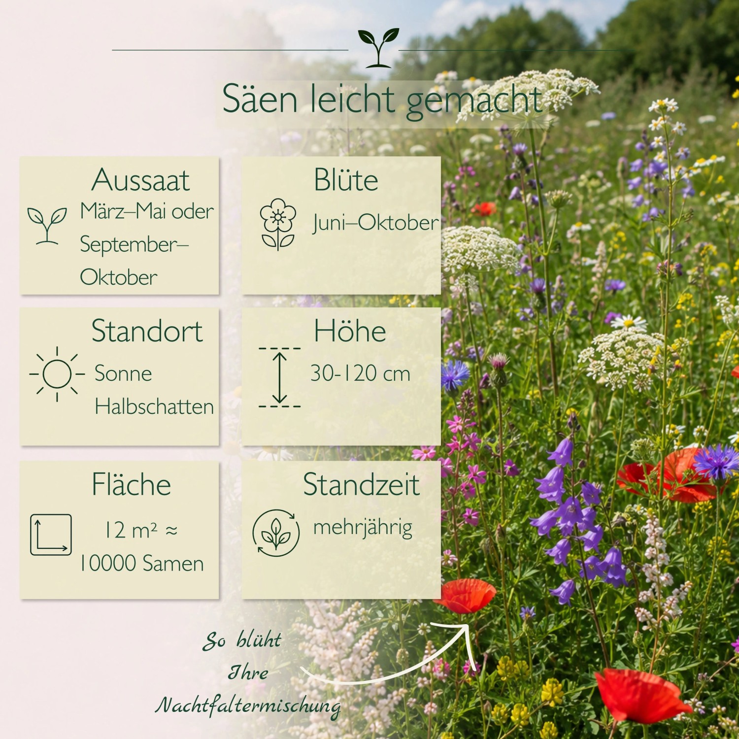 LaCaTho Nachtfalter Mischung: Bunte Wildblumenwiese mit roten, blauen Blüten. Infos zu Aussaat, Blütezeit, Höhe der Blumensamen.