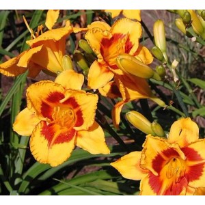 Gelb-rote Taglilie (Hemerocallis) im Detail. Blüten der Staude im Gartenbeet.