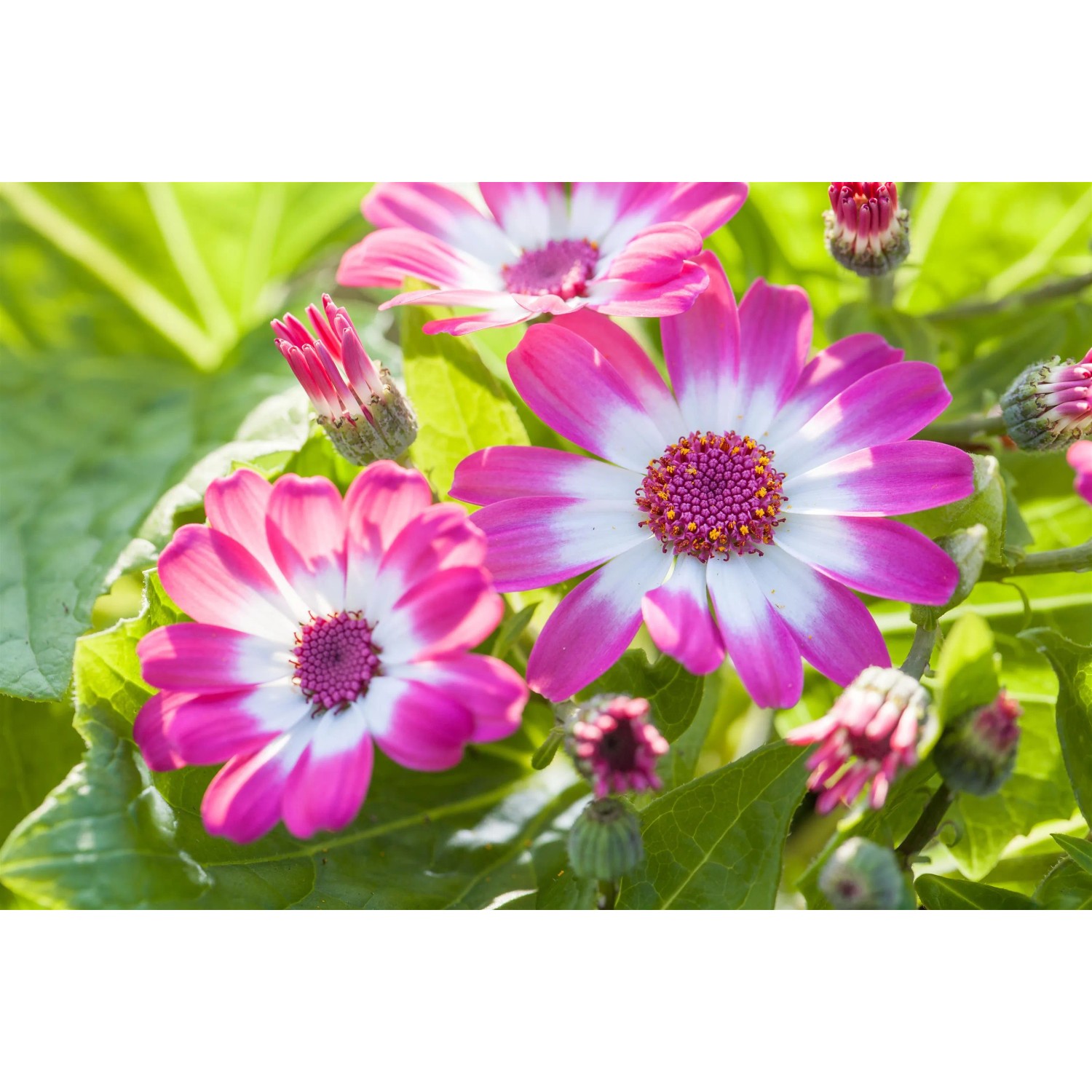 Nahaufnahme von rosa-weißen Aschenblumen (Pericallis cruentus) im Topf, eine attraktive Sommerpflanze.