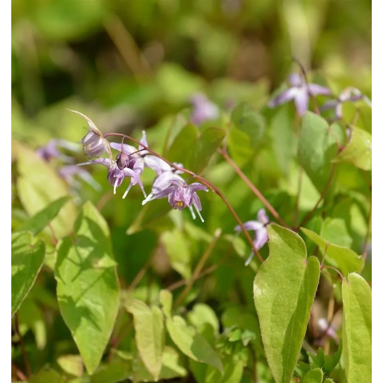 Elfenblume Violaceum - Epimedium grandiflorum