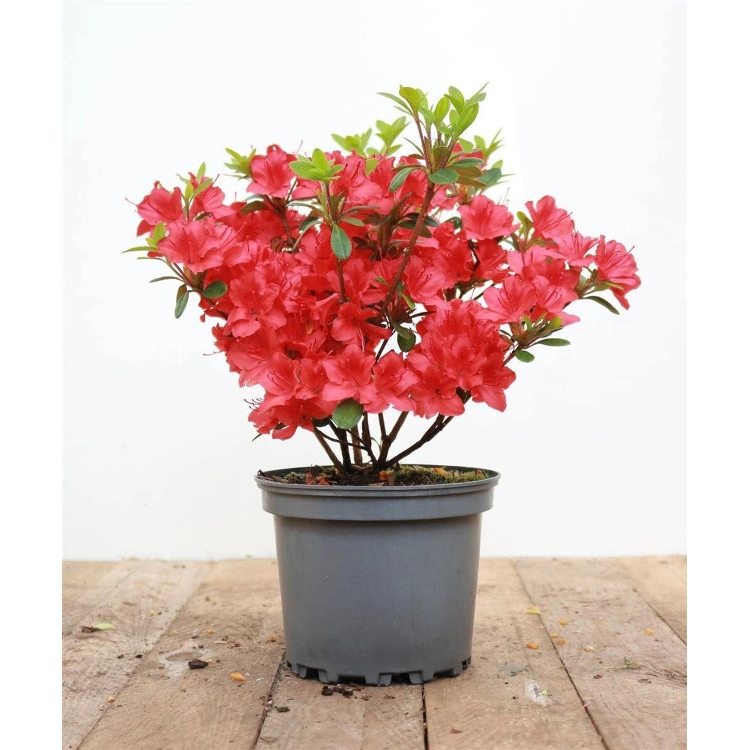 Rhododendron Obtusum Maruschka Rot 20–25 cm günstig online kaufen