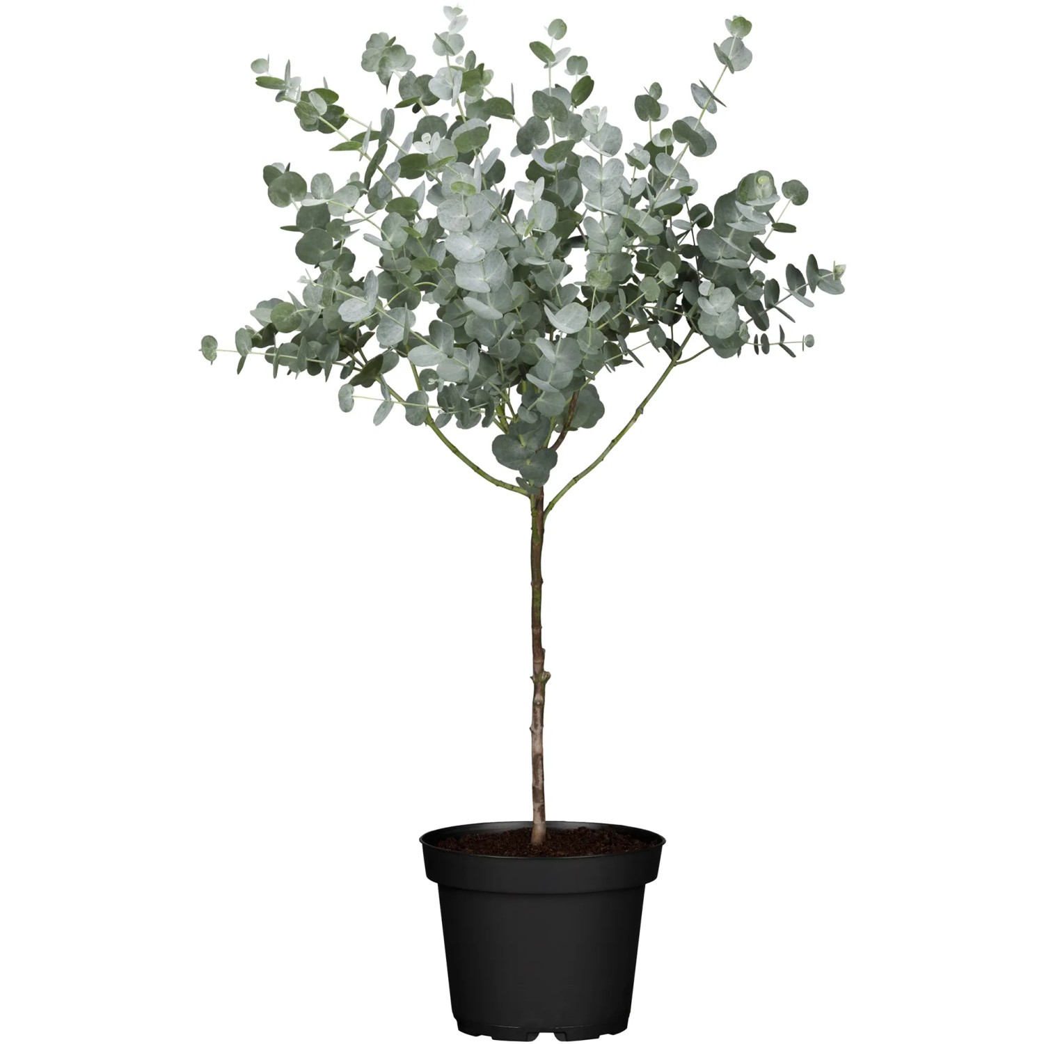 Eucalyptus gunnii Stamm 60-80 cm 17 cm Topf kaufen bei OBI