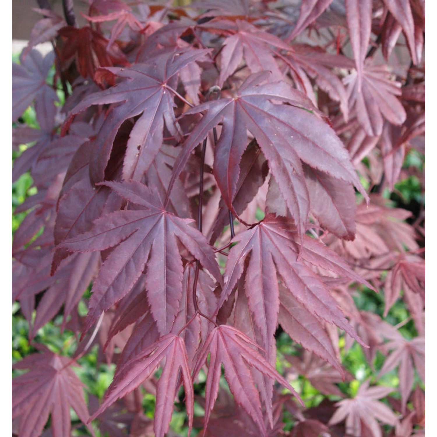 Fächerahorn Moonfire 60-80cm - Acer palmatum günstig online kaufen