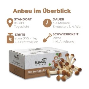 Hawlik Pilzbrut Bio Pioppino Pilze Züchten Set für Pilzzucht Zuhause Inkl. Anbauanleitung