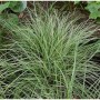 Bergsegge Raureif (Carex montana) mit grün-weißen Blättern im Garten.