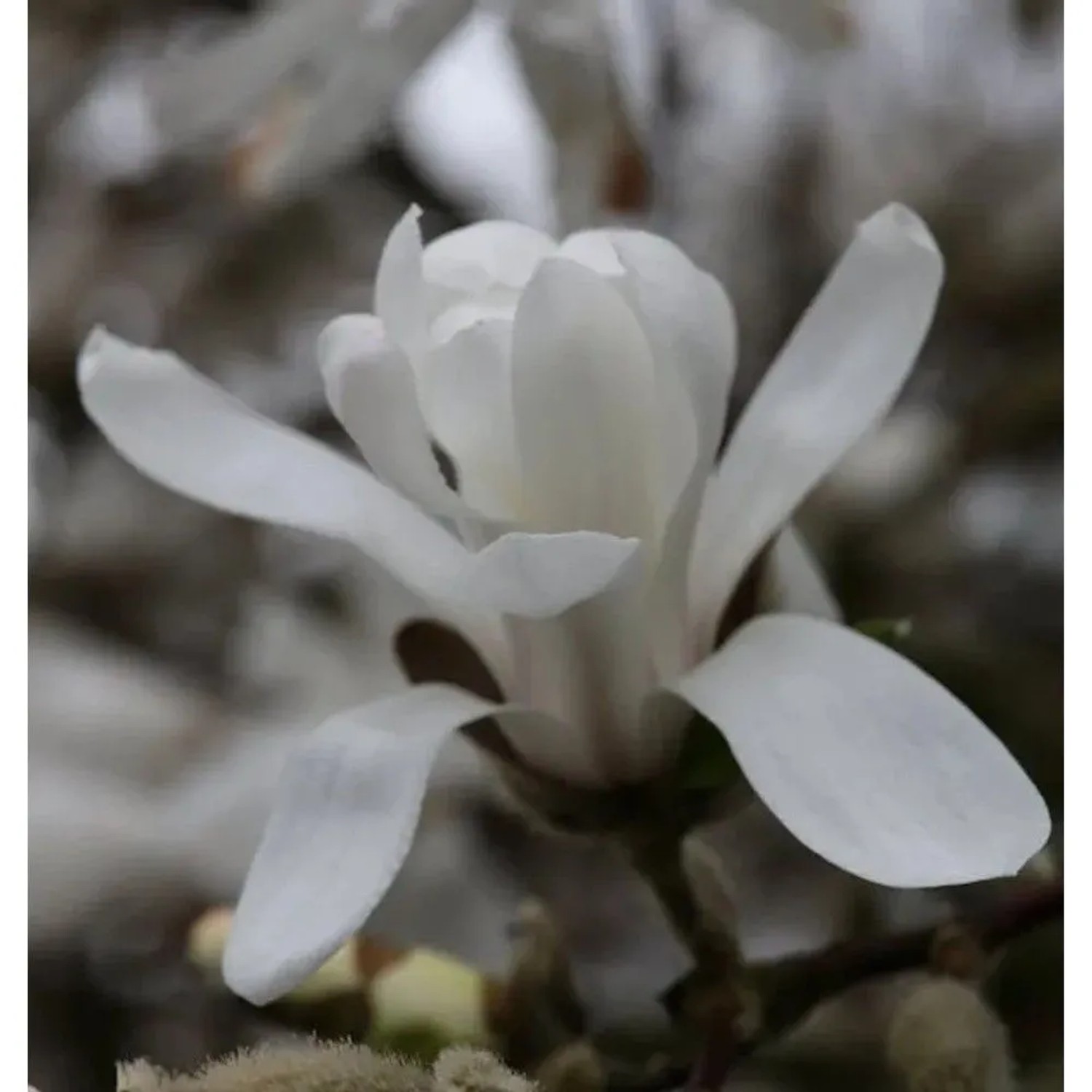 Hochstamm Kleine Sternmagnolie 60-80cm - Magnolia stellata