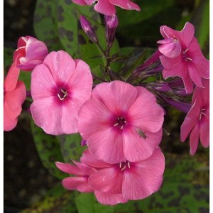 Nahaufnahme der Hohen Flammenblume 'Jeffs Pink' (Phlox paniculata) mit pinkfarbenen Blüten.