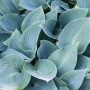 Nahaufnahme der blau-grauen Blätter der Funkie (Hosta) im Topf. Dekorative Beet- und Terrassenpflanze.