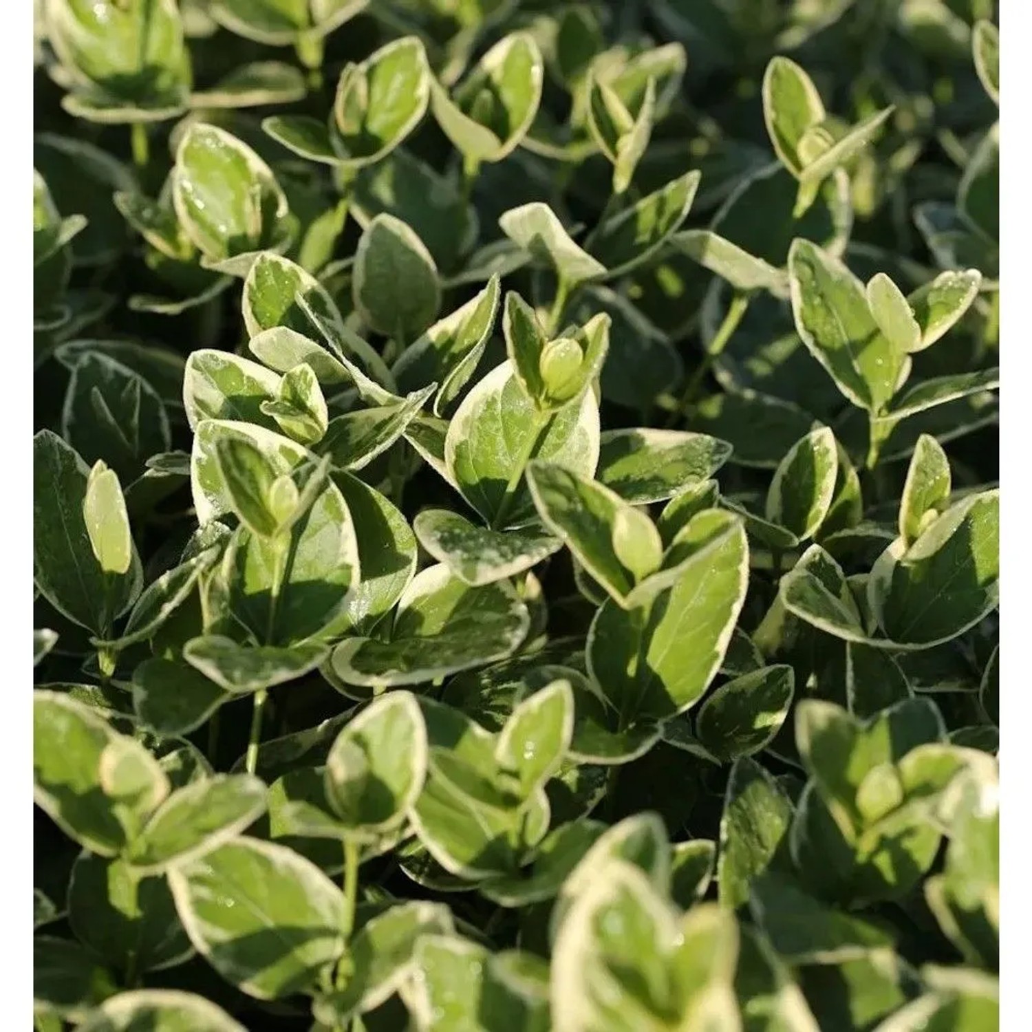 10x Kleinblättriges Immergrün Aureovariegata - Vinca minor