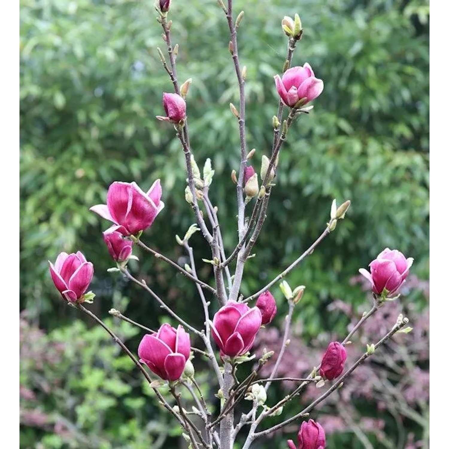 Magnolie March Till Frost 80-100cm - Magnolia