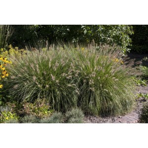 Zwei Lampenputzergras Hameln (Pennisetum alopecuroides) im Garten, grüne Blätter und federartige Blütenstände.