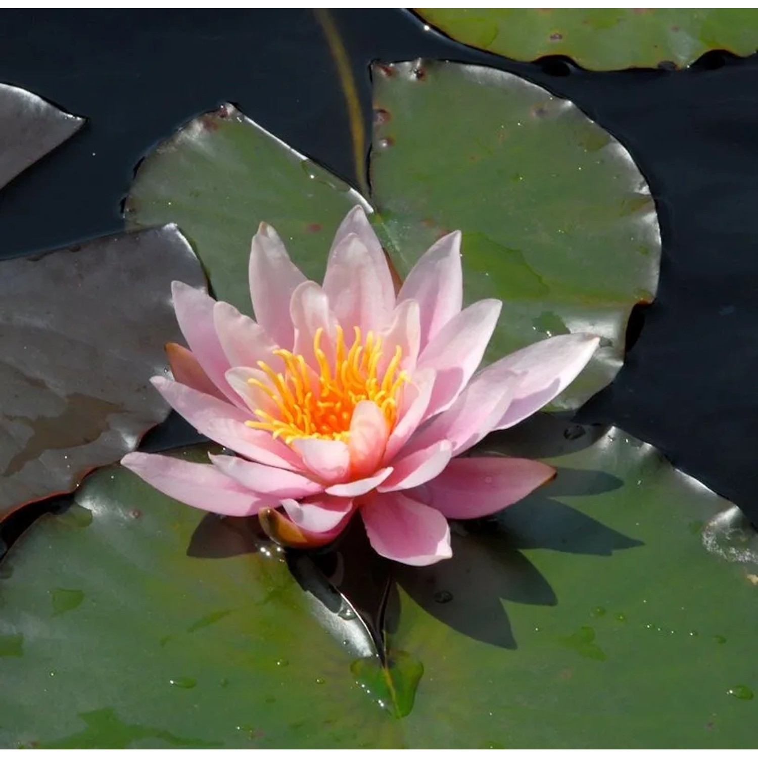 Wohlriechende Seerose Rosennymphe - Nymphaea