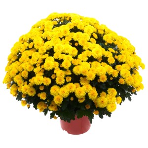 Gelbe Chrysantheme (Chrysanthemum indicum) im Topf, ca. 25 cm Ø.