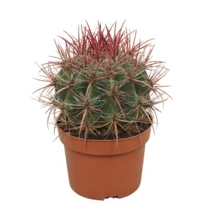 Roter Teufelszungen Kaktus (Ferocactus Stainesii) im 12cm Topf. Pflegeleichte Zimmerpflanze mit roten Stacheln.