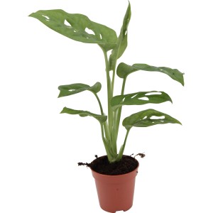 Fensterblatt Monkey Leaf (Monstera adansonii) im braunen Topf, ca. 15-30 cm hoch.