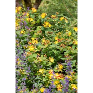 Johanniskraut Hypericum Androsaemum mit gelben Blüten im 9x9 cm Topf.
