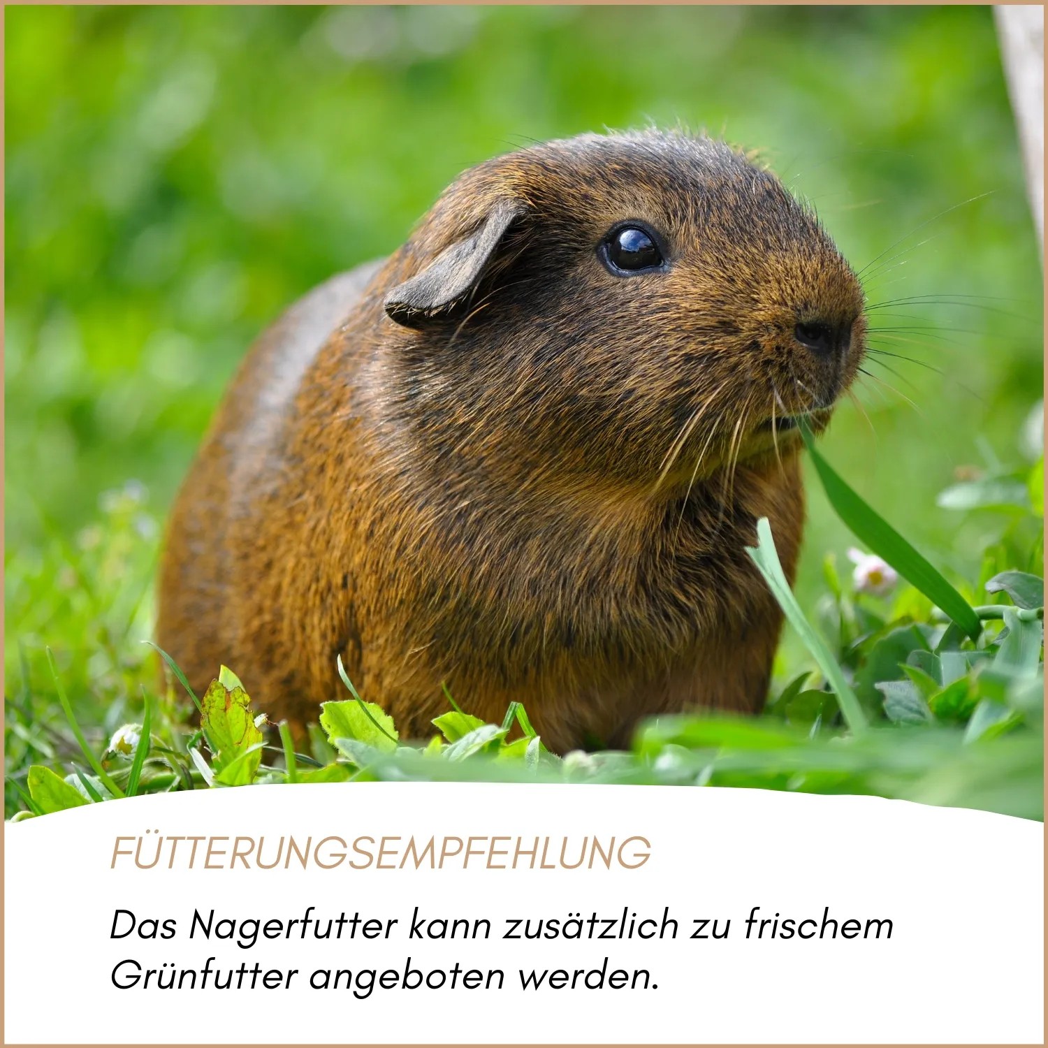 Supravit Nagerfutter und Kleintierfutter_5