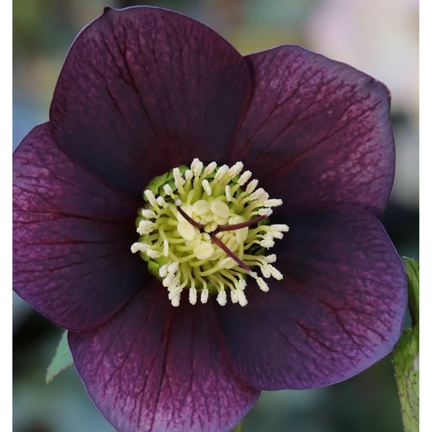 Christrose Lenzrose Blue Metallic Lady - Helleborus orientalis