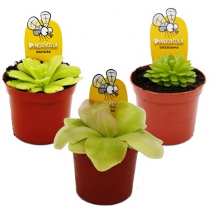 Exotenherz Fettkraut-Trio: 3 verschiedene Pinguicula Pflanzen im 9cm Topf.