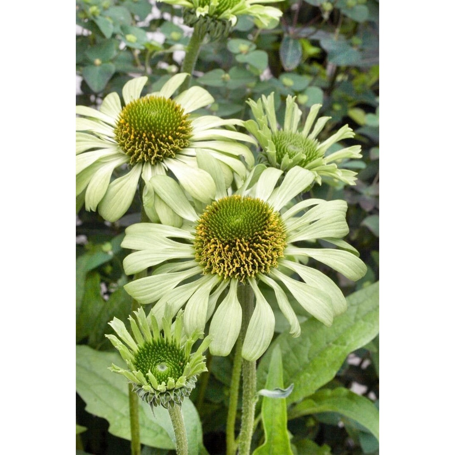 Echinacea Purpurea Green Jewel Roter Sonnenhut Ca. 11x11 cm Topf günstig online kaufen