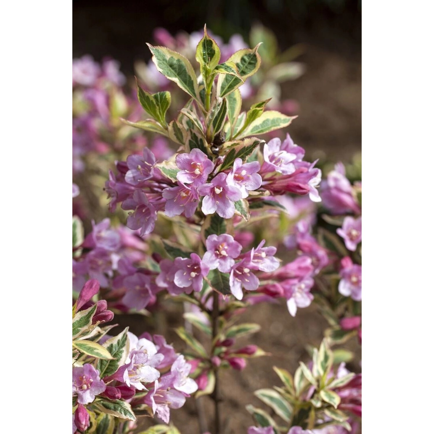 Weigela Florida Magical Rainbow Weigelie Buntes Laub 20–30 cm günstig online kaufen