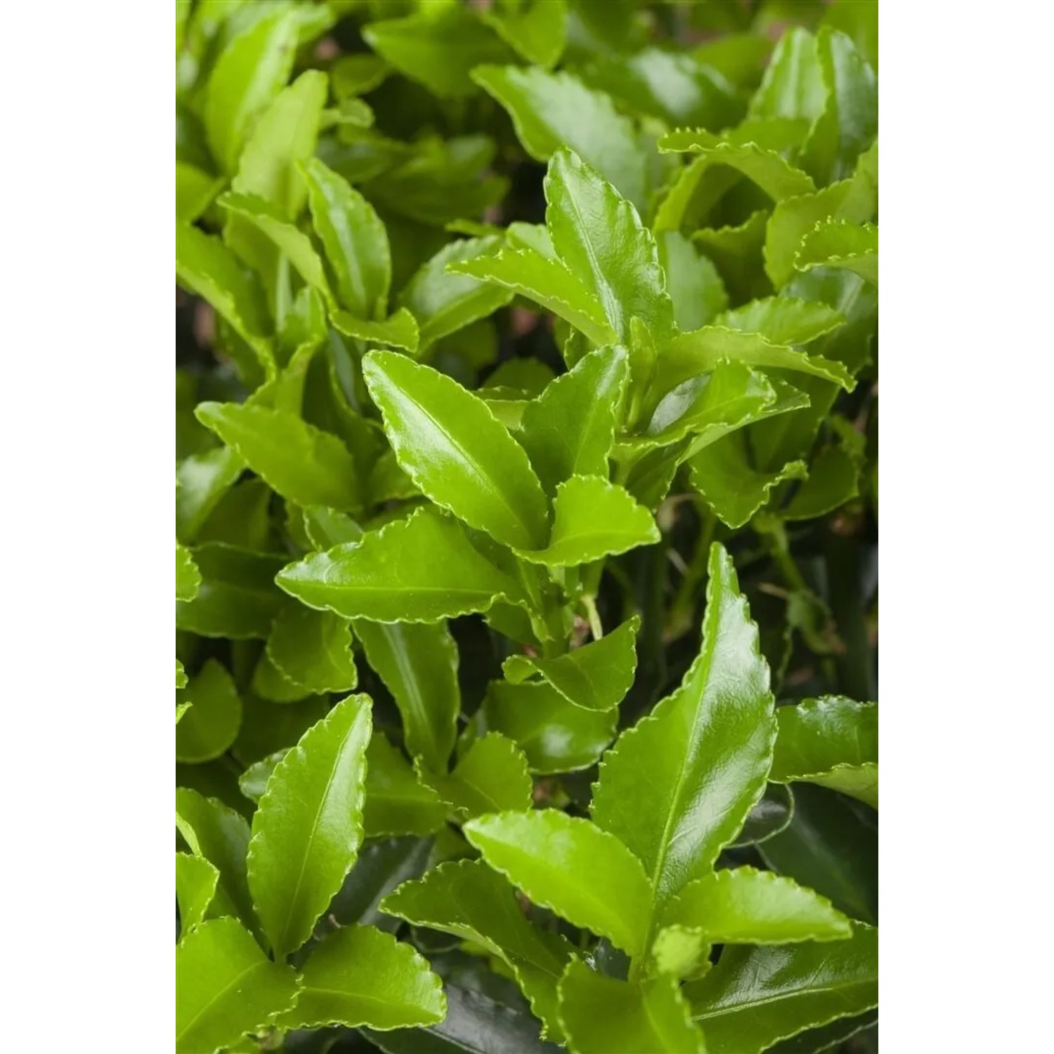 Euonymus Fortunei Radicans Kriechspindel Immergrün Ca. 9x9 cm Topf