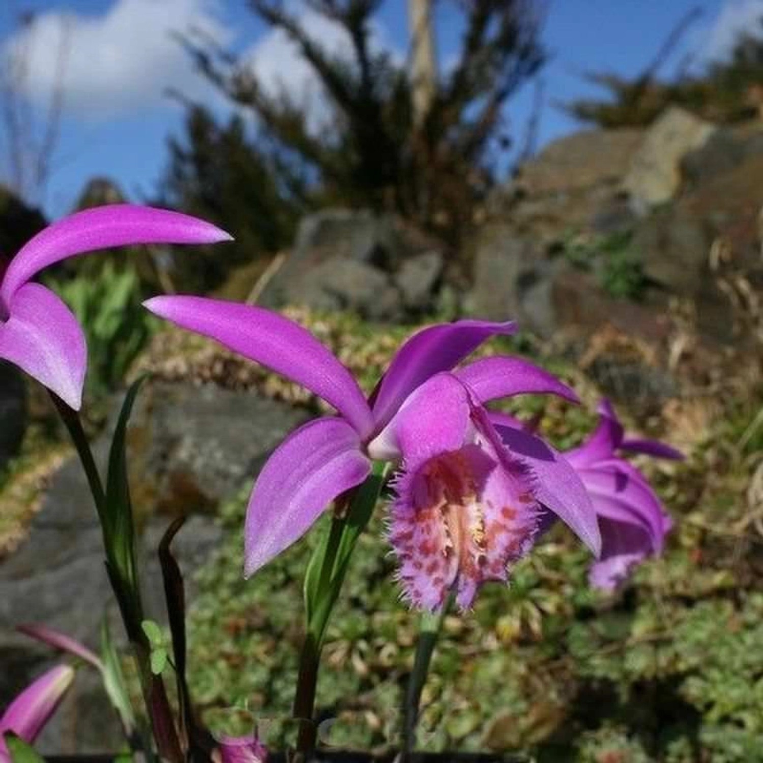 stark blühende Tibet Orchidee - Pleione formosana günstig online kaufen