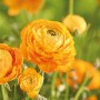 Orangefarbene Ranunkel (Ranunculus asiaticus) im Gartenbeet, ca. 50 cm hoch.