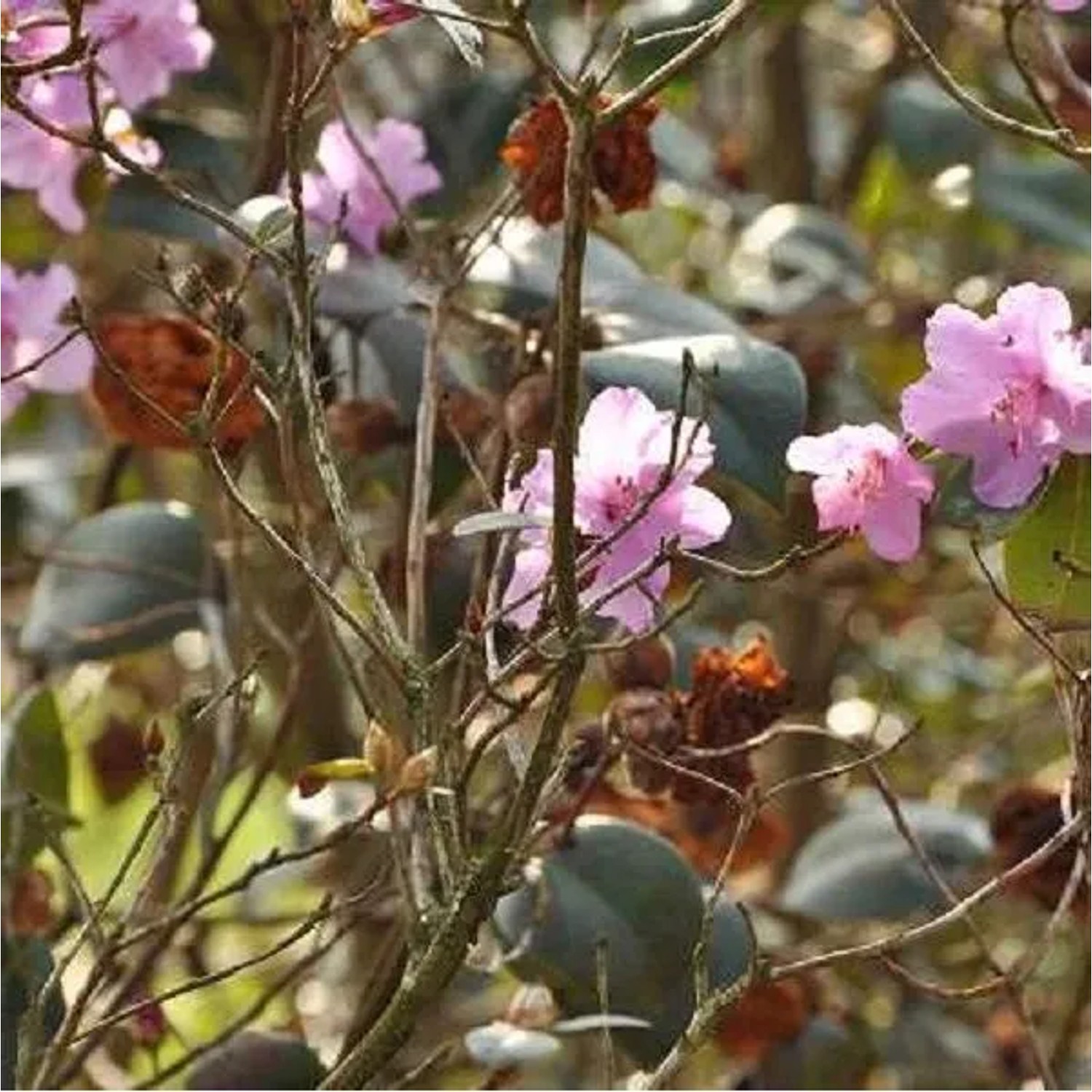 Rhododendron 'Praecox' 30 bis 40 cm im Container Frühblühend_2