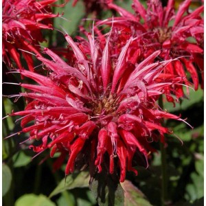 Nahaufnahme der roten Blütenstände einer Indianernessel (Monarda fistulosa) im Garten.