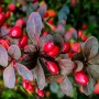 Rote Heckenberberitze mit purpurfarbenen Blättern und roten Beeren als Topfpflanze.