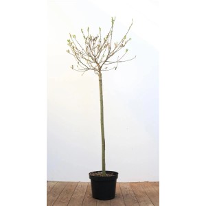 Salix Mount Aso Weidenkätzchen mit rosa Blüten auf 80 cm Stamm im Topf.
