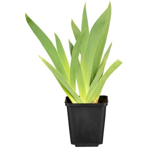 Schwertlilie 'Hamburger Nacht' im Topf, violette Iris mit grünen Blättern.