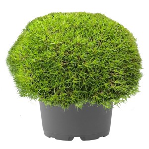 Moos Green Hobbits im Topf, grüne Strukturpflanze für Beet und Garten.