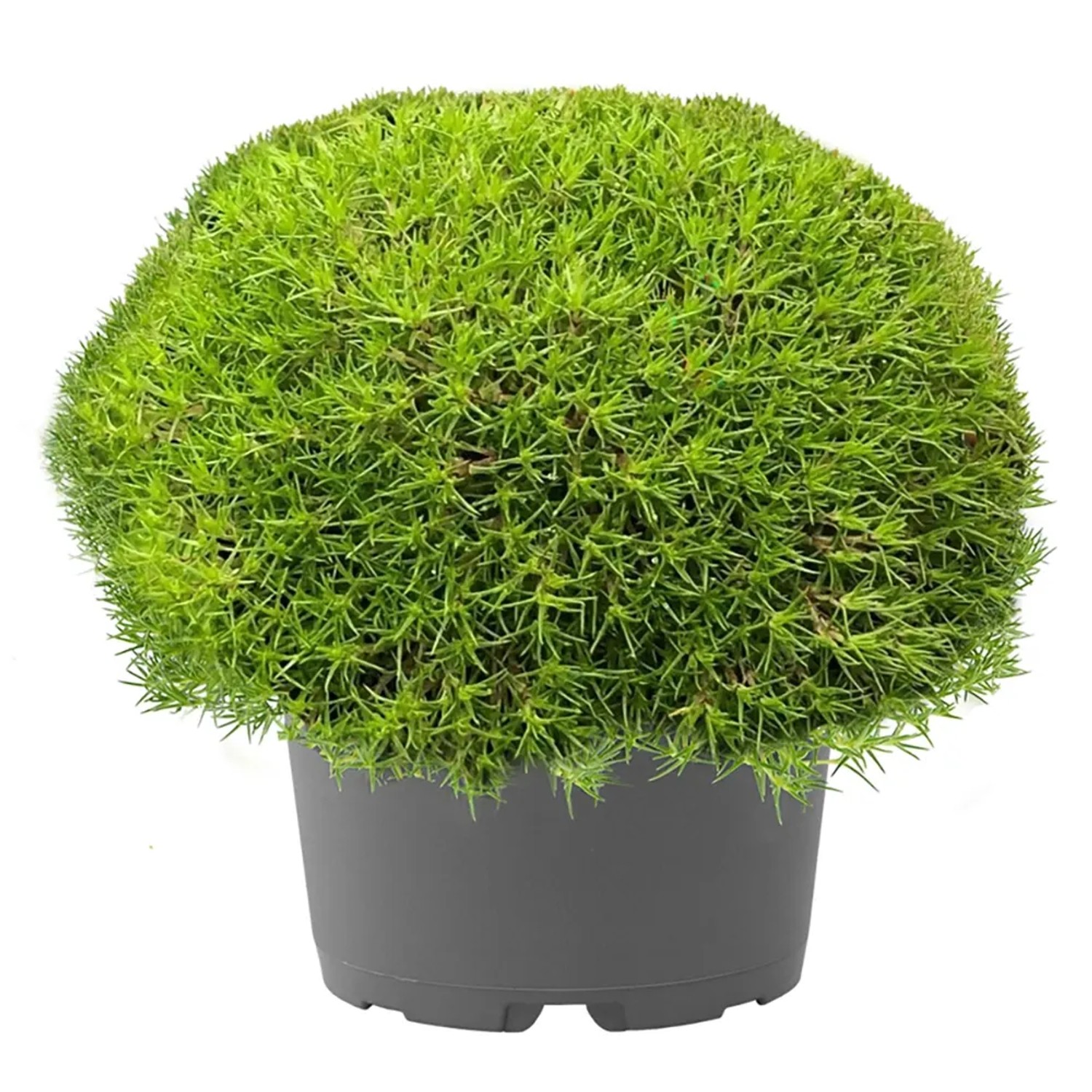Bodendecker Moos Scleranthus uniflorus 15 cm 12 cm Ø kaufen bei OBI