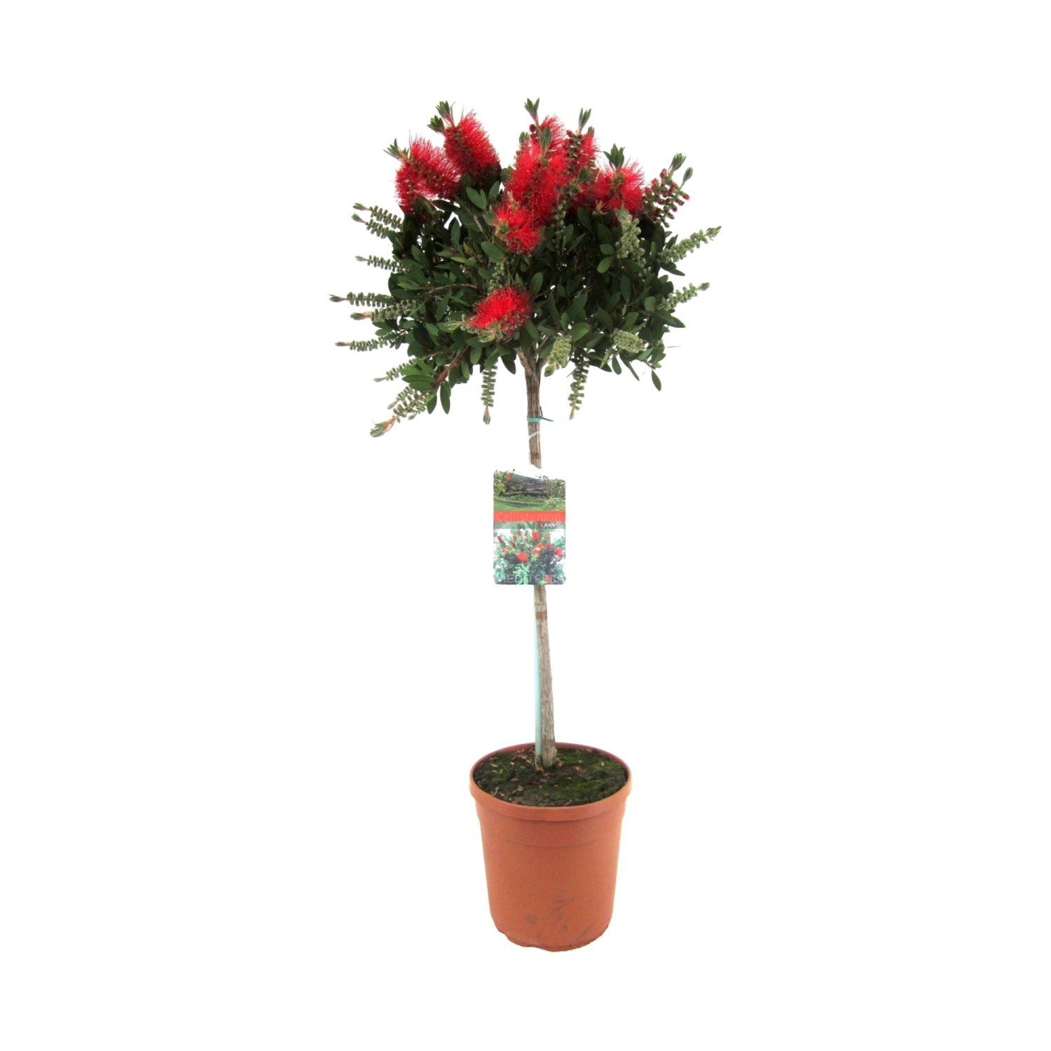 GROW by OBI Zylinderputzer Stämmchen Rot Höhe ca. 120 cm Callistemon