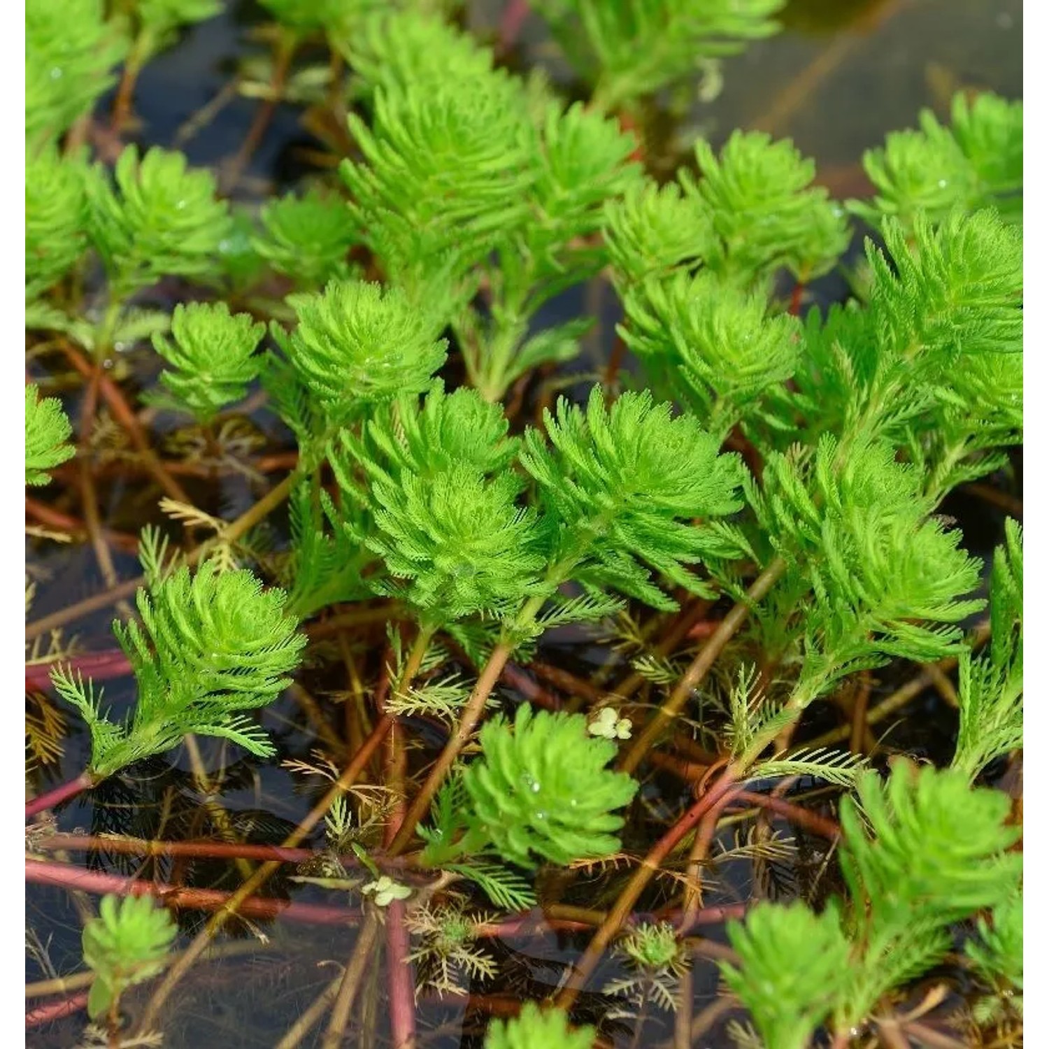 kleine Papageienfeder - Myriophyllum hippuroides günstig online kaufen