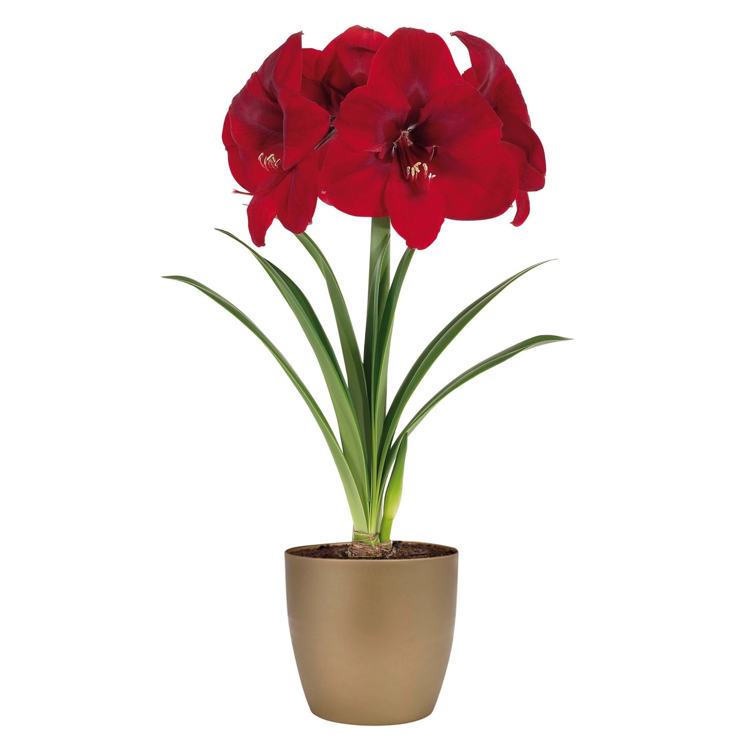 AmaryllisBlumenzwiebelSet "Premiere" inkl. Keramiktopf und Blumenerde