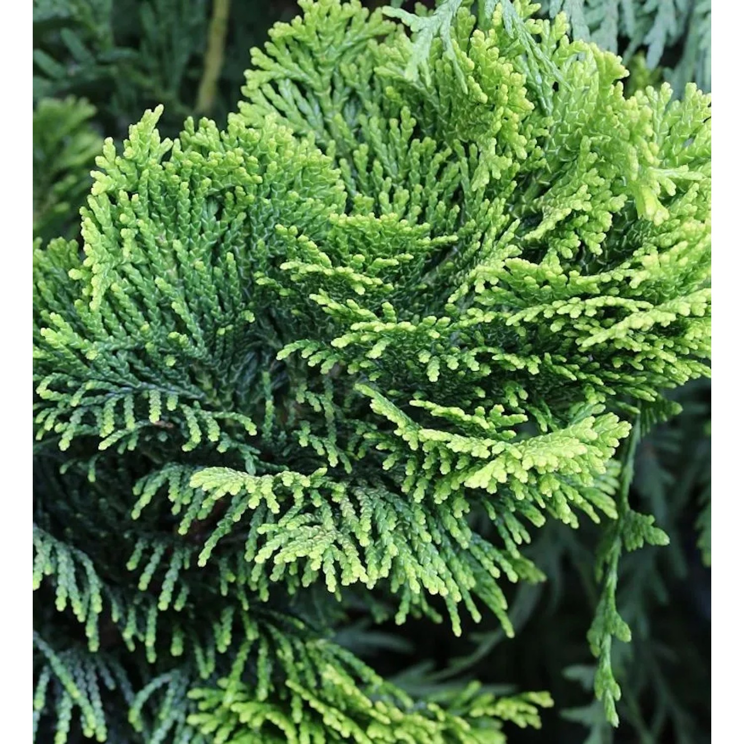 Gelbe Zwerg Muschelscheinzypresse 20-25cm - Chamaecyparis obtusa