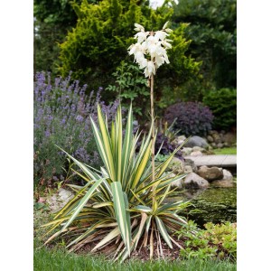 Blühende OBI Palmlilie (Yucca) mit weißen Blüten im Garten, Topf-Ø ca. 9 cm
