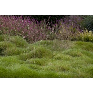 Foto von Riesen-Schwingel (Festuca Gigantea) im Garten, grüne Grasbüschel und lila Blüten im Hintergrund.
