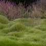 Foto von Riesen-Schwingel (Festuca Gigantea) im Garten, grüne Grasbüschel und lila Blüten im Hintergrund.
