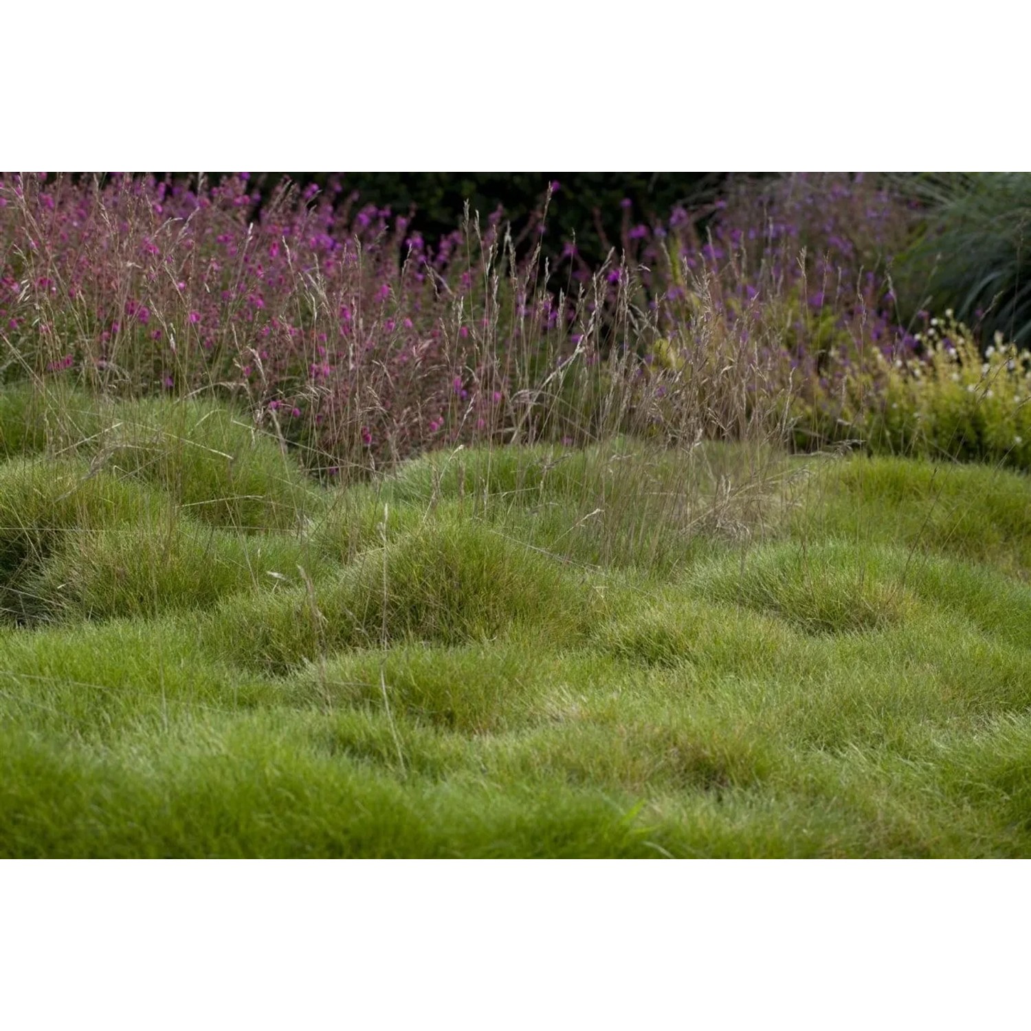 Foto von Riesen-Schwingel (Festuca Gigantea) im Garten, grüne Grasbüschel und lila Blüten im Hintergrund.