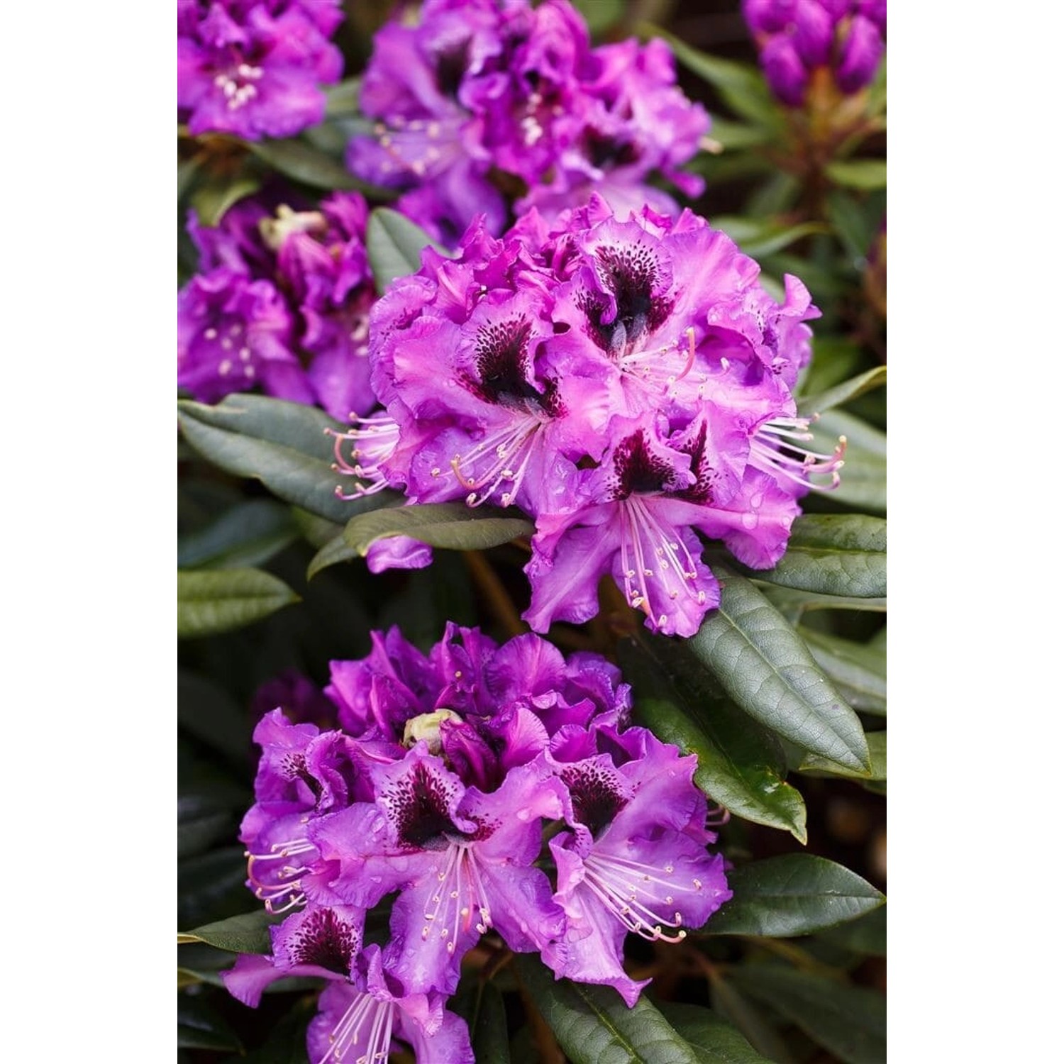 Rhododendron Hybr. Blaue Jungs Rhododendron Blau 30–40 cm günstig online kaufen