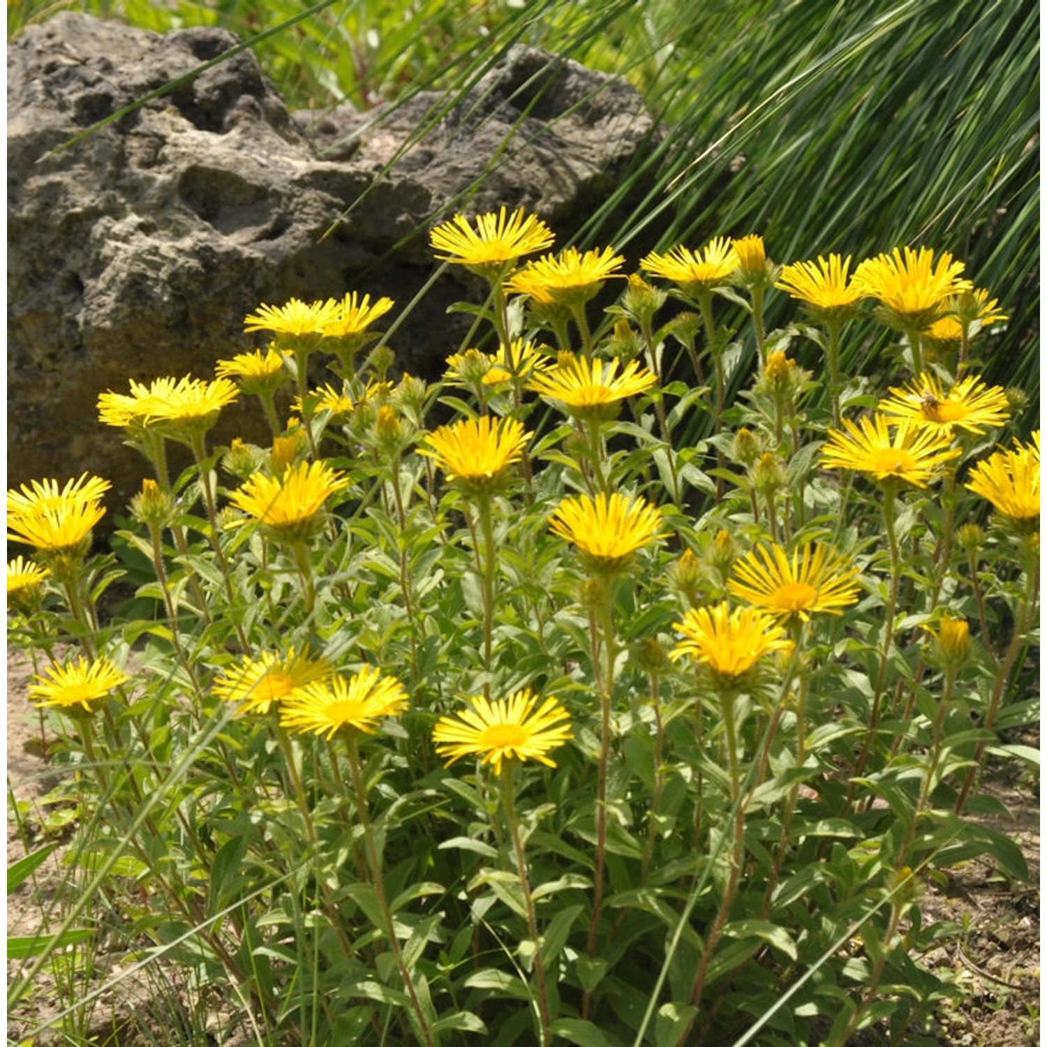 Behaarter Alant - Inula hirta günstig online kaufen