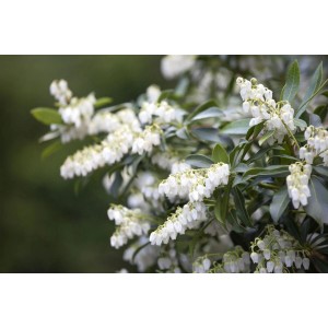 Nahaufnahme der weißen Blüten der Japanischen Lavendelheide (Pieris Japonica).