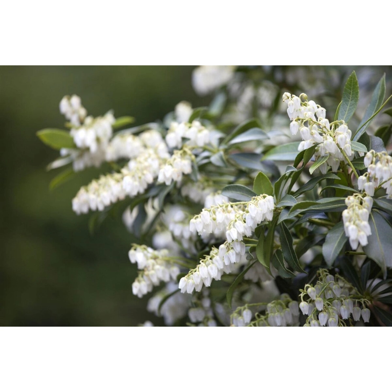 Pieris Japonica Japanische Lavendelheide 30–40 cm günstig online kaufen