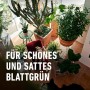 Verschiedene Grünpflanzen und Palmen in Töpfen, Text "Für schönes und sattes Blattgrün".