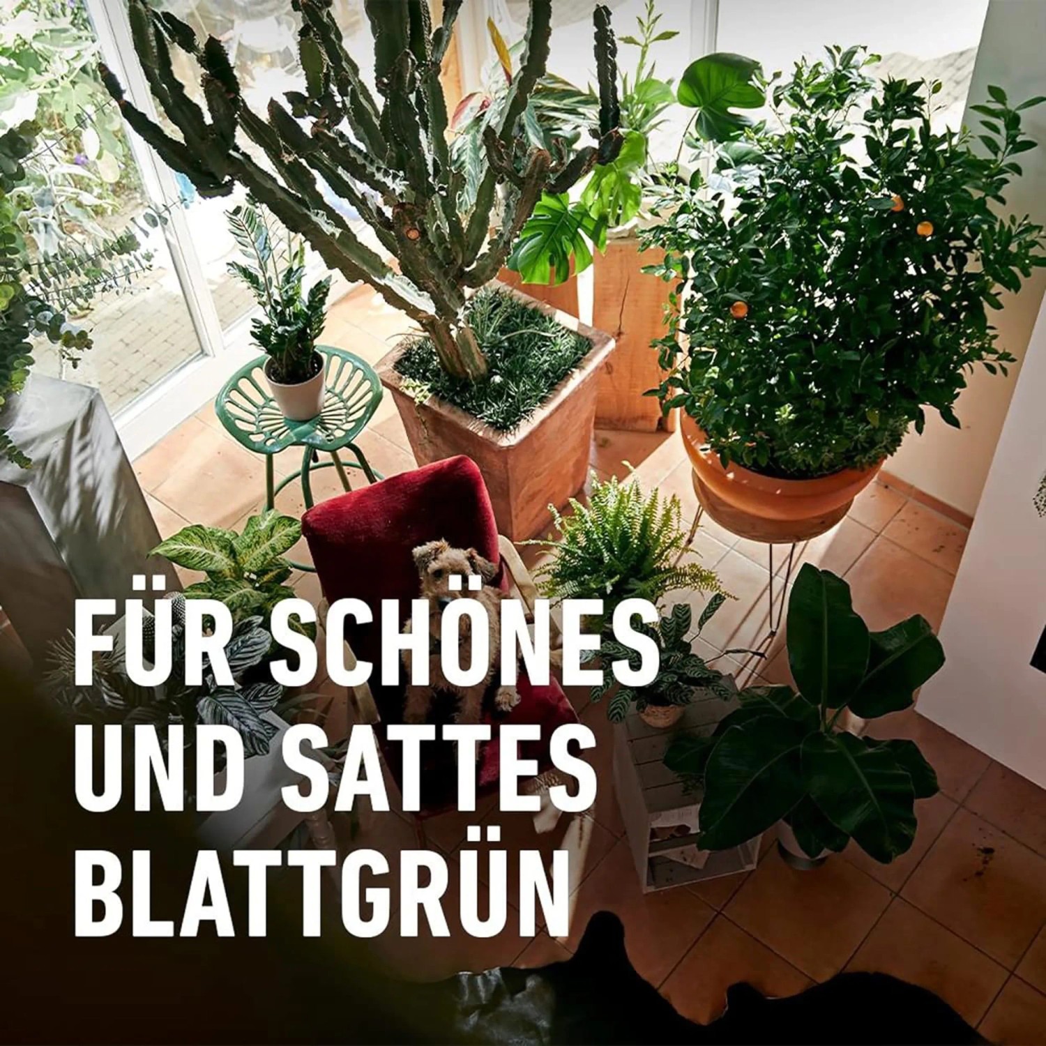Verschiedene Grünpflanzen und Palmen in Töpfen, Text "Für schönes und sattes Blattgrün".