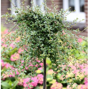 Hochstamm Kriechmispel 'Streibs Findling', 60-80cm, mit grünen Blättern und schlankem Stamm.